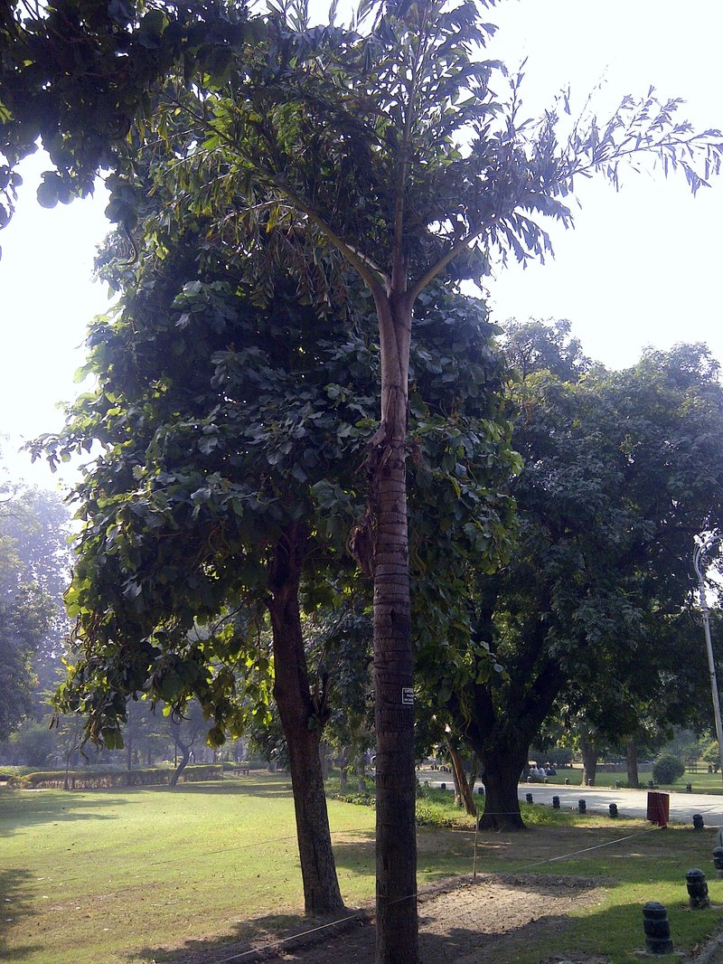 Burmese Fishtail Palm photo 2