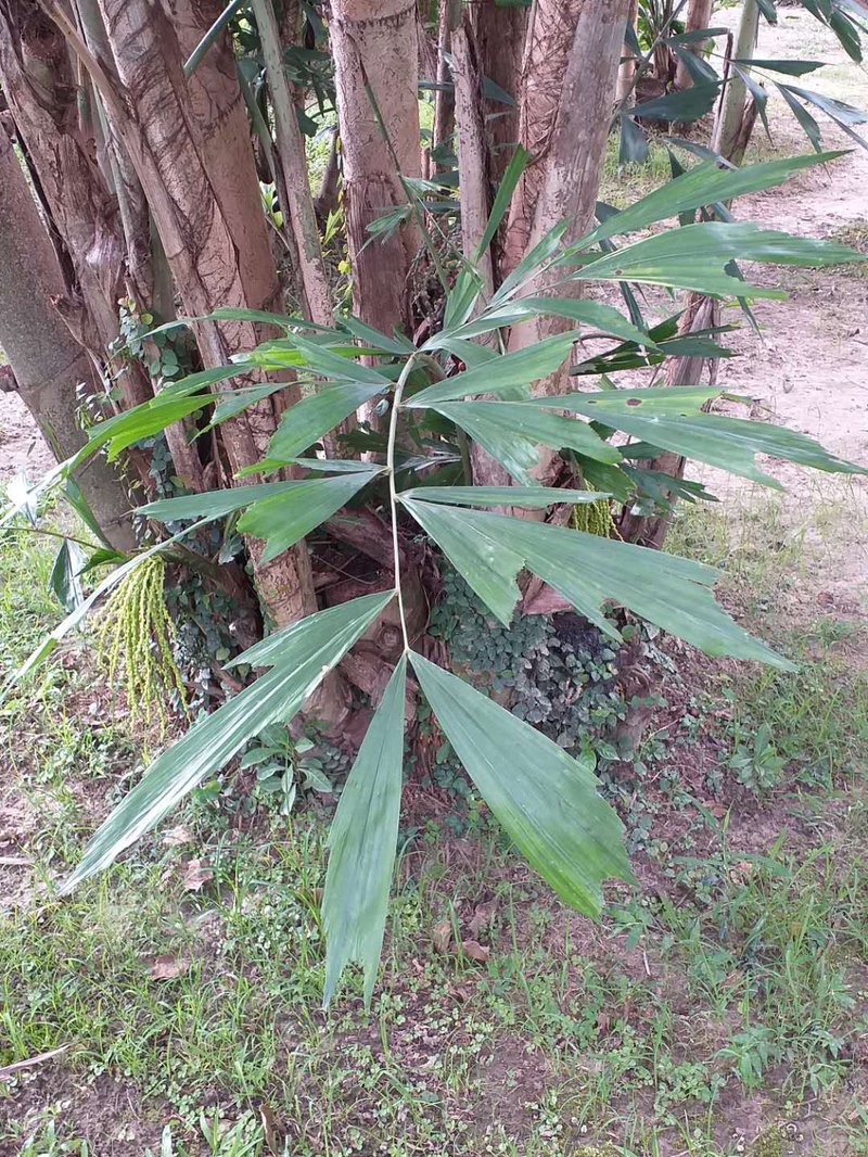 Burmese Fishtail Palm photo 3