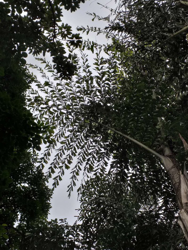 Burmese Fishtail Palm photo 4