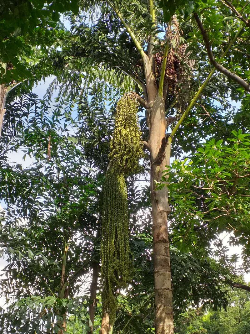 Burmese Fishtail Palm photo 5