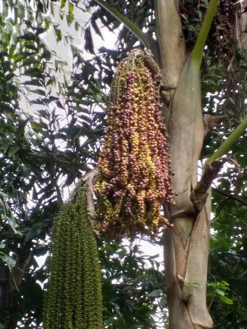 Burmese Fishtail Palm photo 6