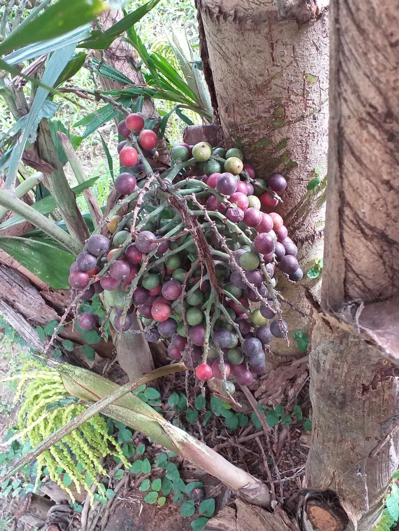Burmese Fishtail Palm photo 7