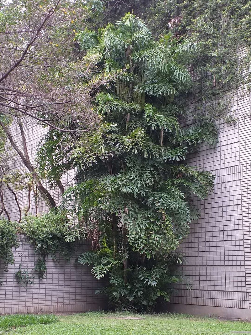 Burmese Fishtail Palm photo 8