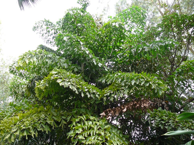 Jaggery Palm photo 2