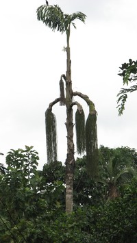 Jaggery Palm