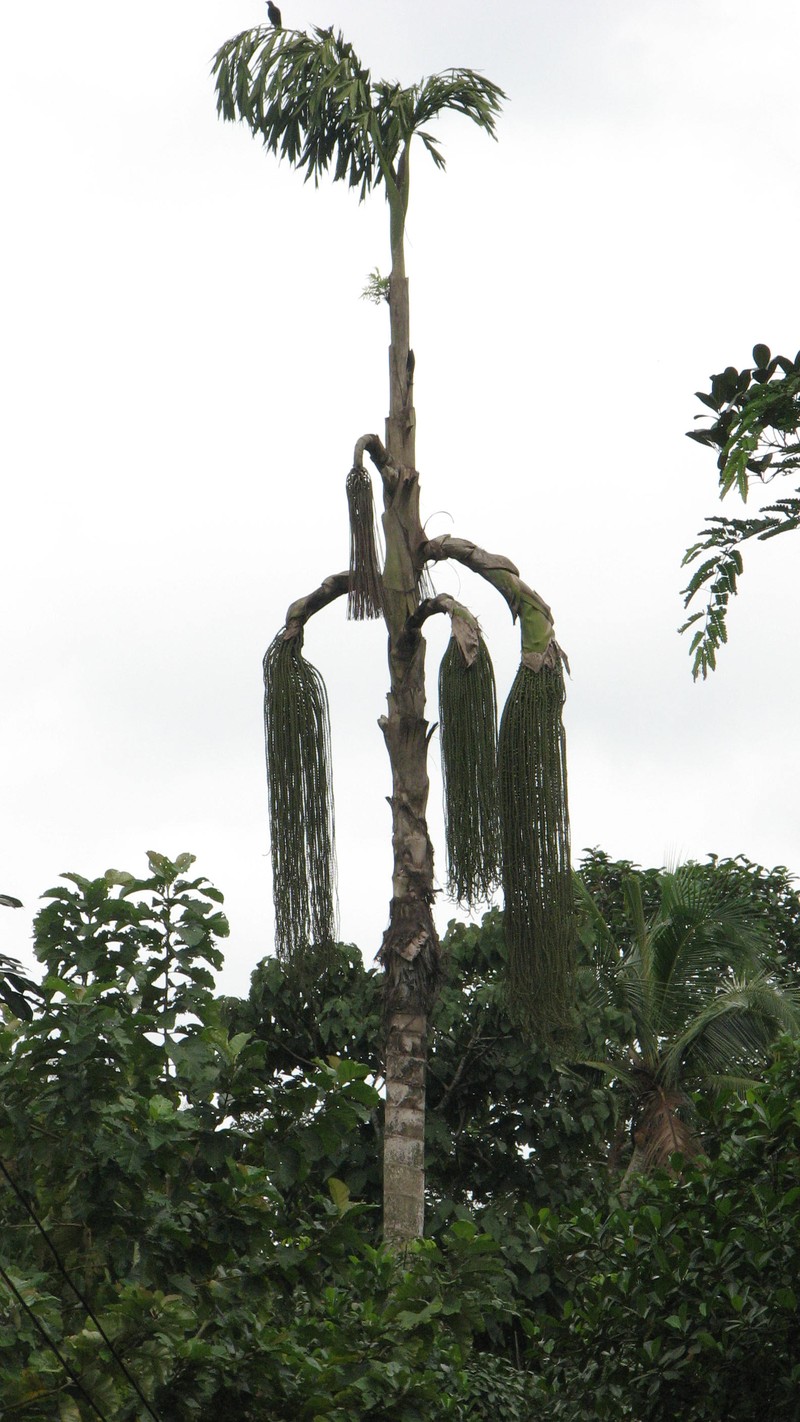 Jaggery Palm