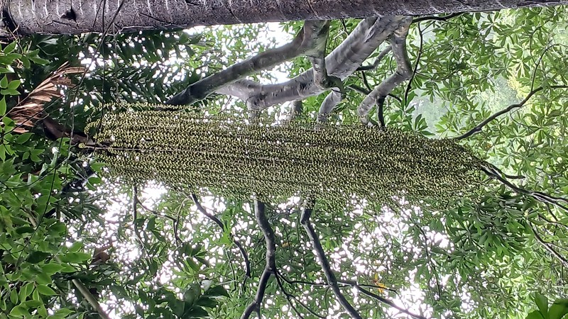 Jaggery Palm photo 3