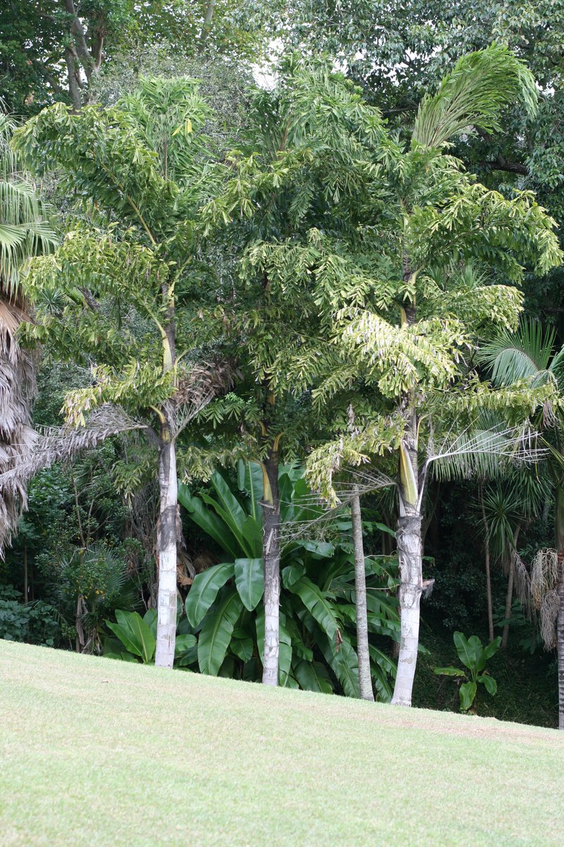Jaggery Palm photo 4