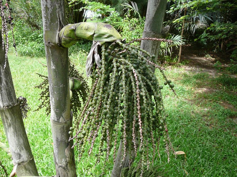 Jaggery Palm photo 5