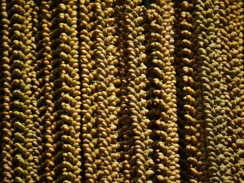 Jaggery Palm photo 6