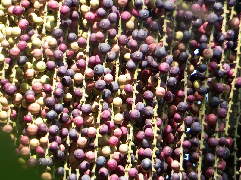 Jaggery Palm photo 7