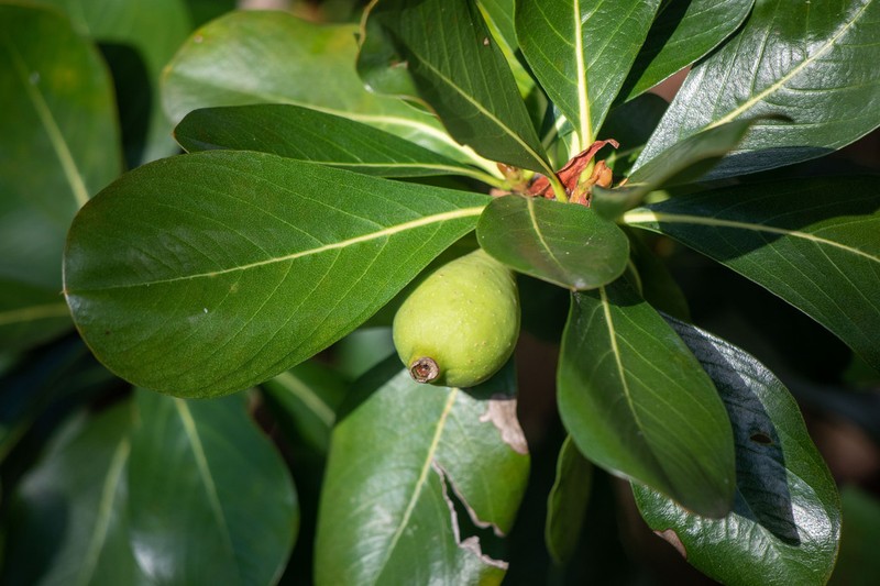 Sevenyear Apple