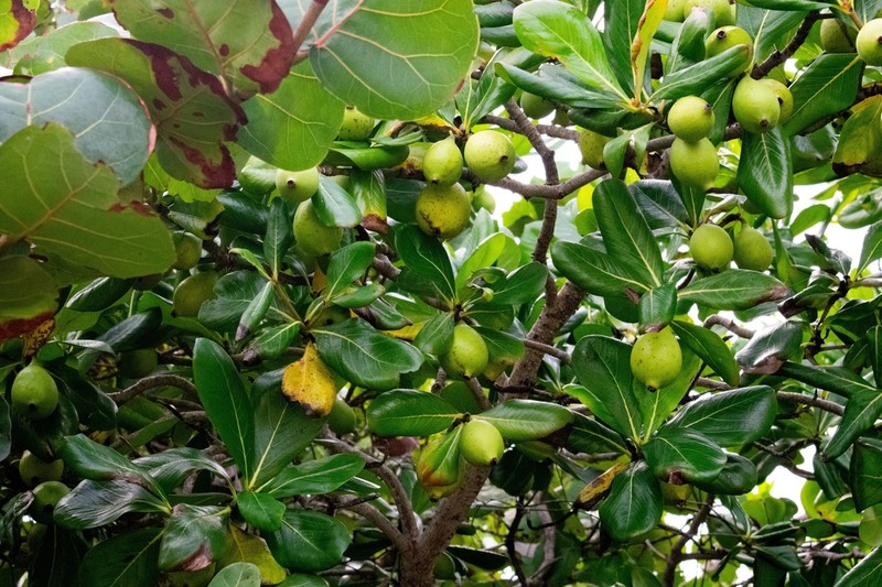 Sevenyear Apple photo 2