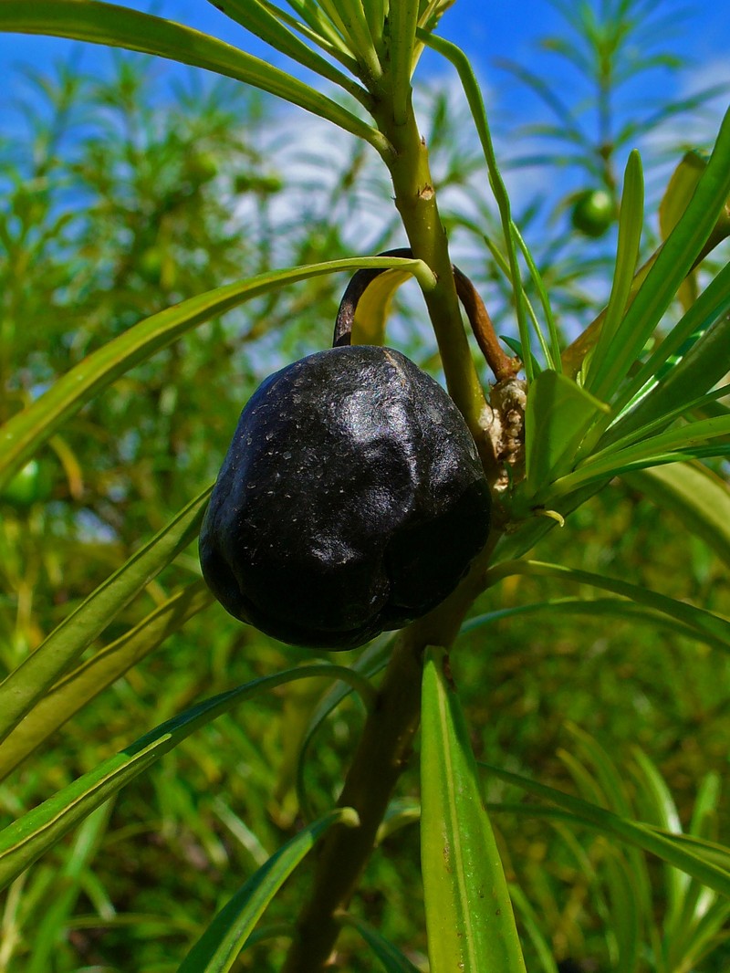 Luckynut photo 3