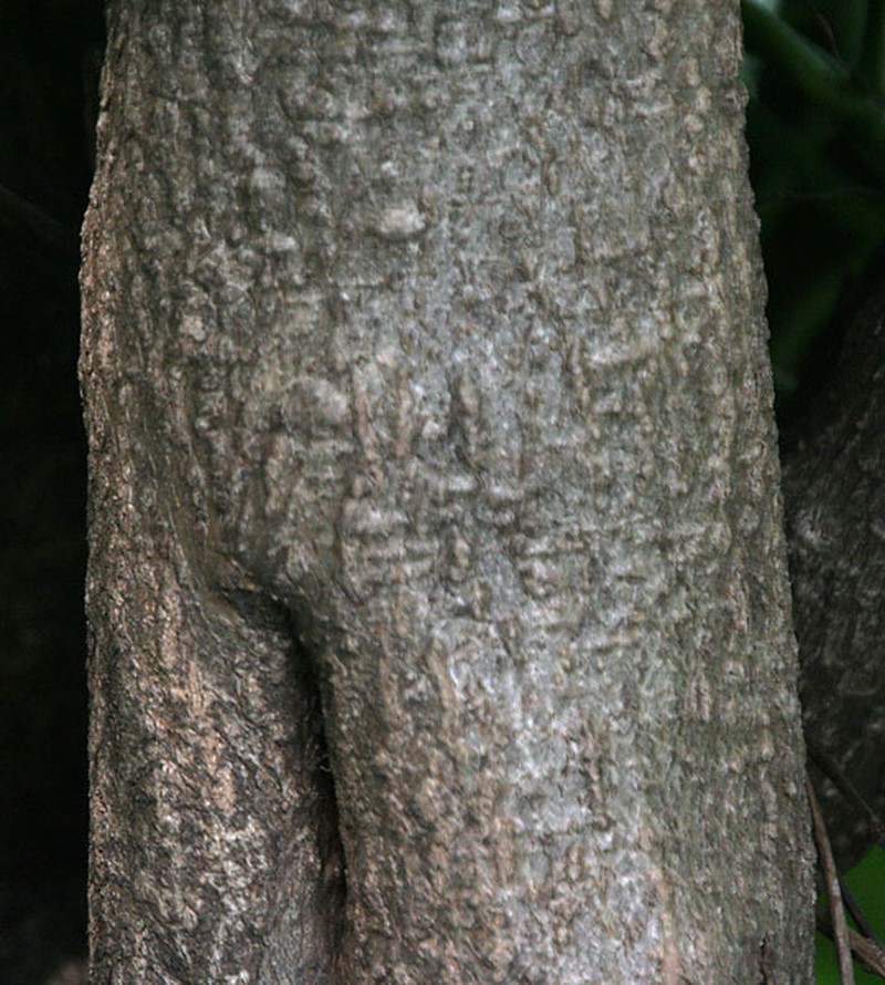 Luckynut photo 5