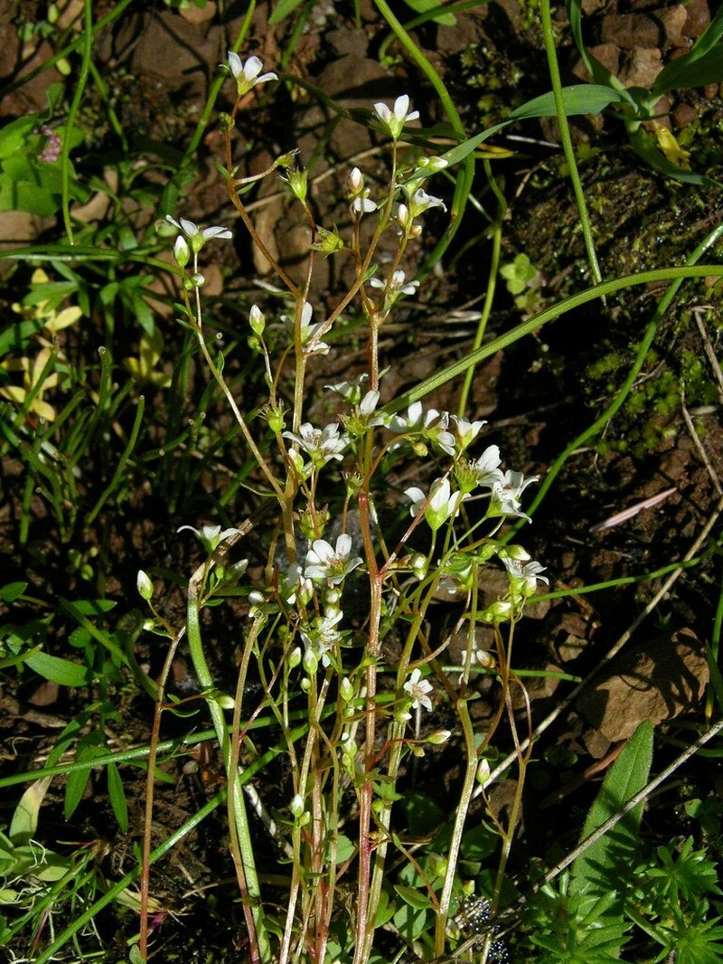 Nuttall's Saxifrage