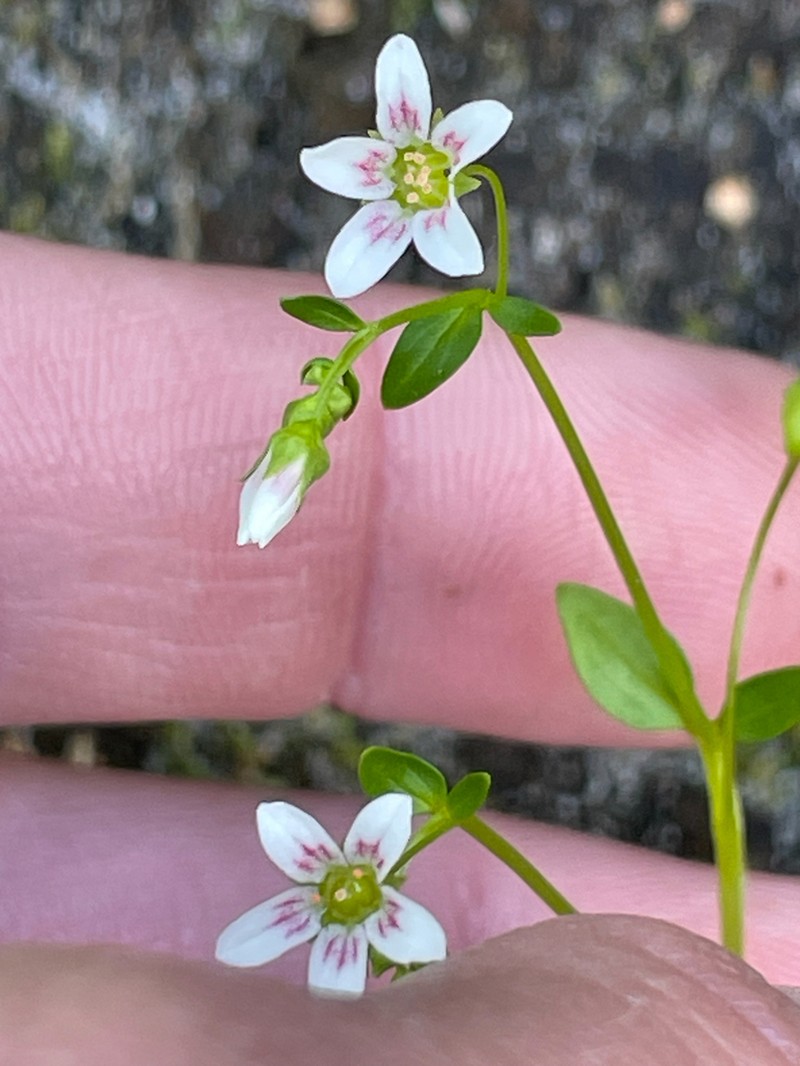 Nuttall's Saxifrage photo 2
