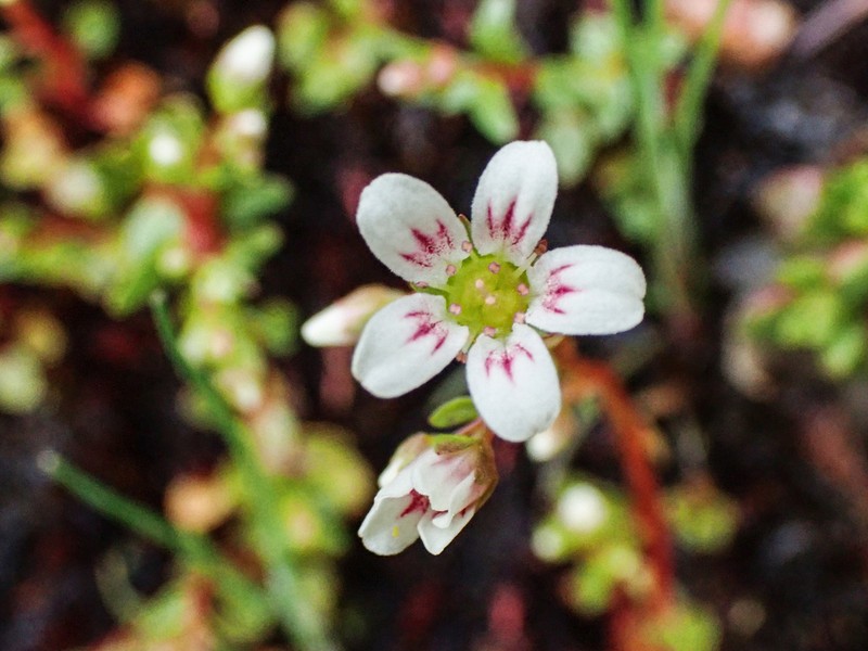 Nuttall's Saxifrage photo 3