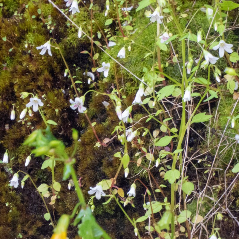 Nuttall's Saxifrage photo 4