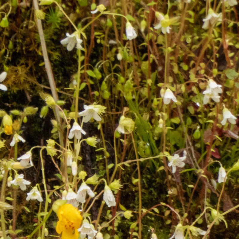 Nuttall's Saxifrage photo 5