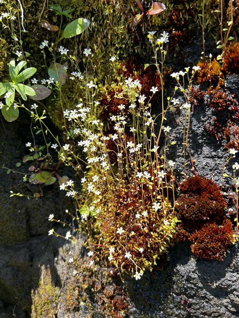 Nuttall's Saxifrage photo 6