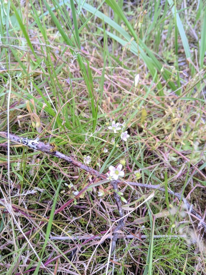 Nuttall's Saxifrage photo 7