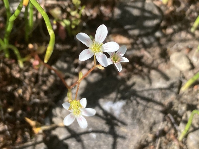 Nuttall's Saxifrage photo 8