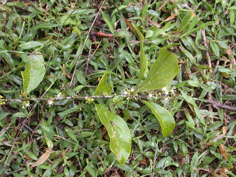 Rabo De Ranton