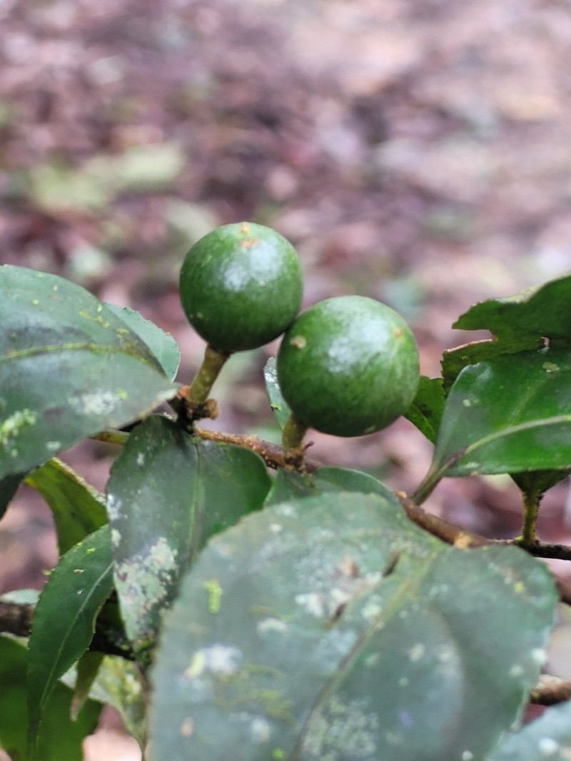 Casearia acuminata