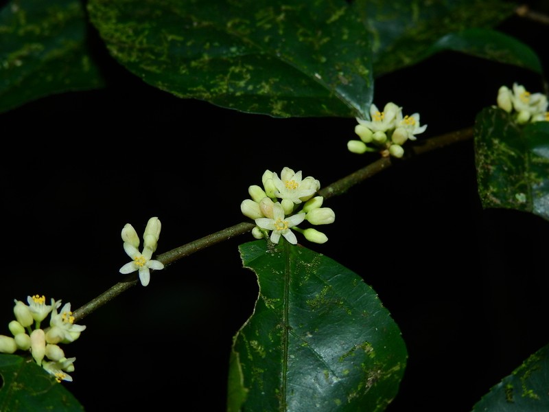 Casearia acuminata photo 2