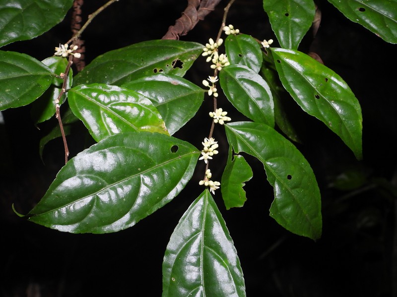 Casearia acuminata photo 3