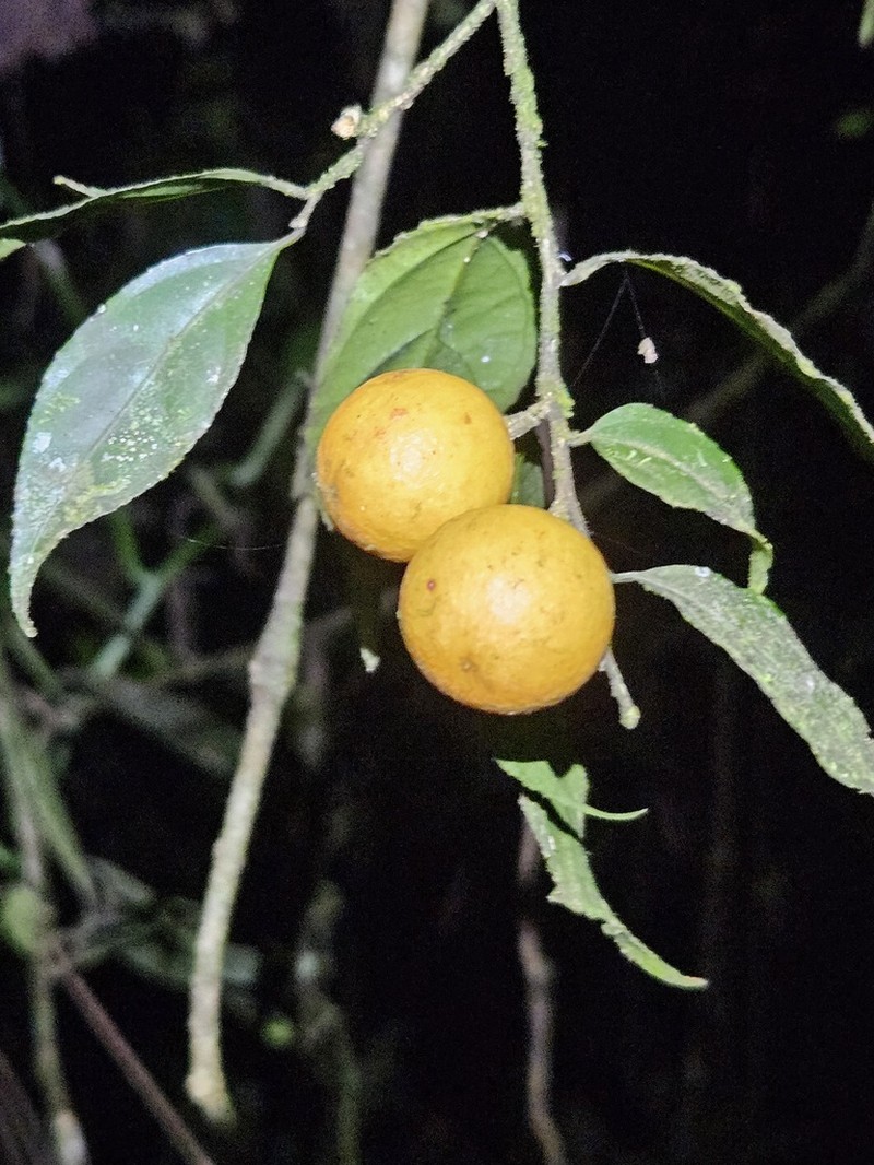 Casearia acuminata photo 4