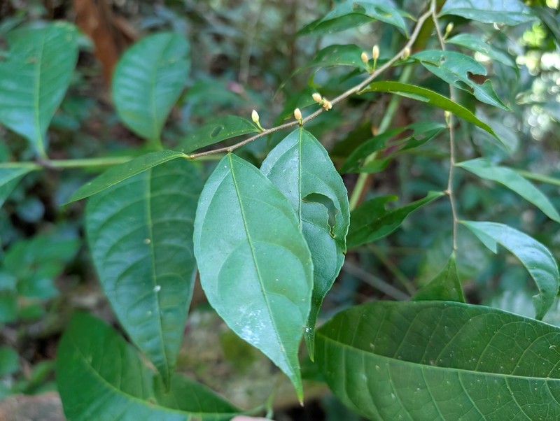 Casearia acuminata photo 5