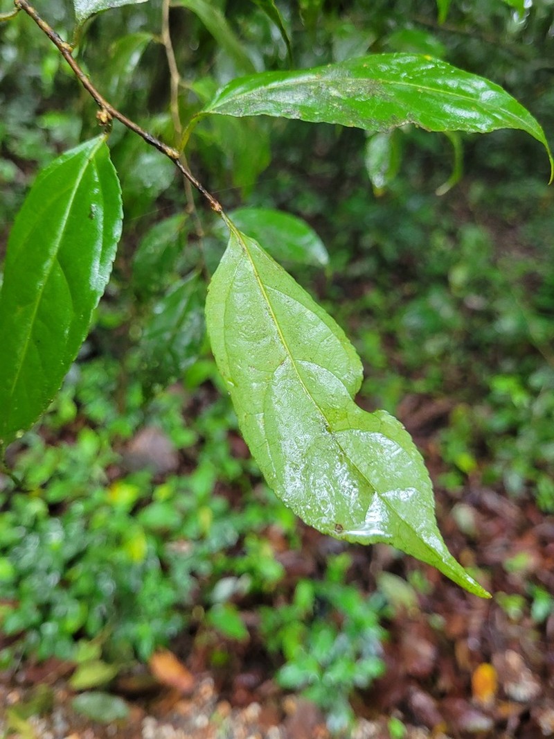 Casearia acuminata photo 6