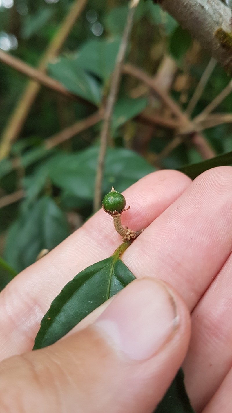 Casearia acuminata photo 7