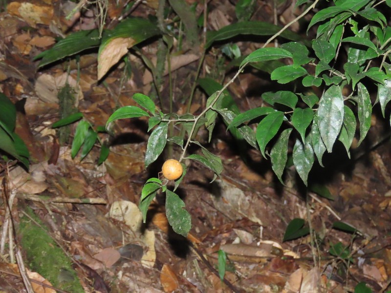 Casearia acuminata photo 8