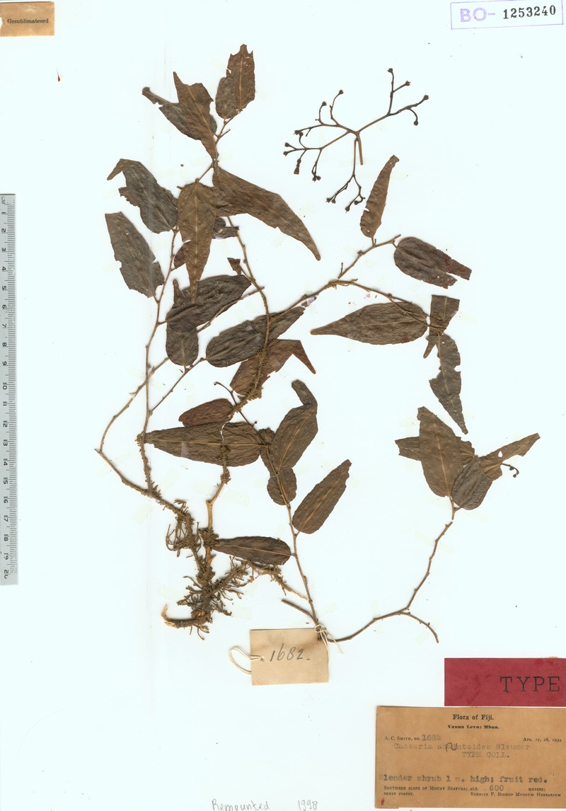 Casearia adiantoides