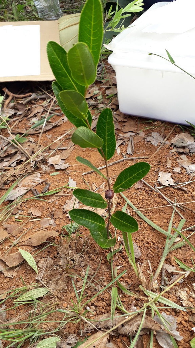 Casearia altiplanensis