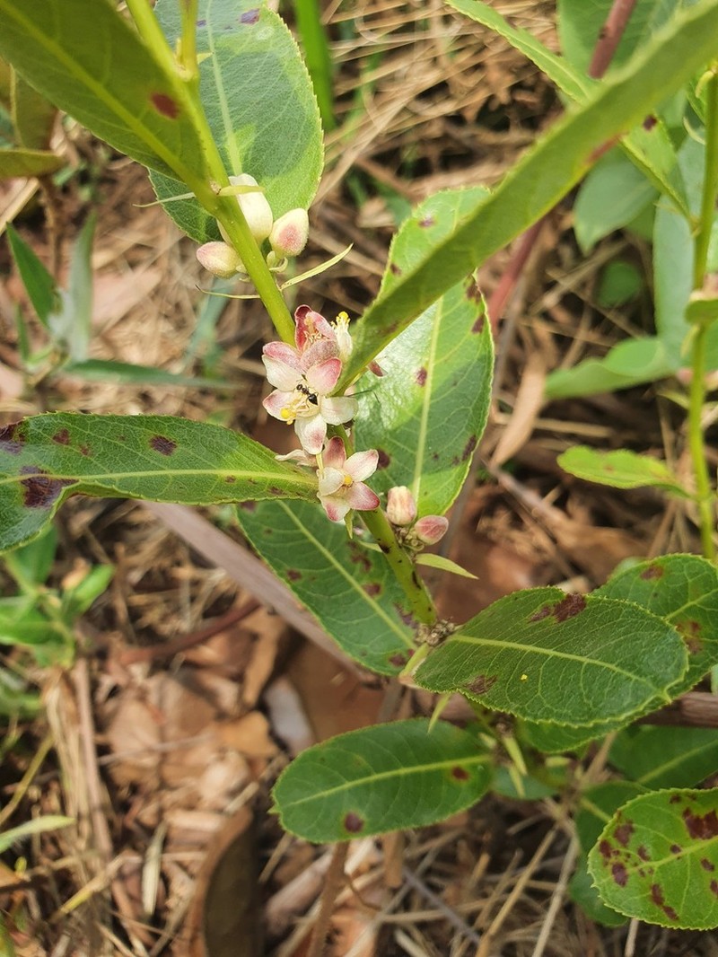Casearia altiplanensis photo 2