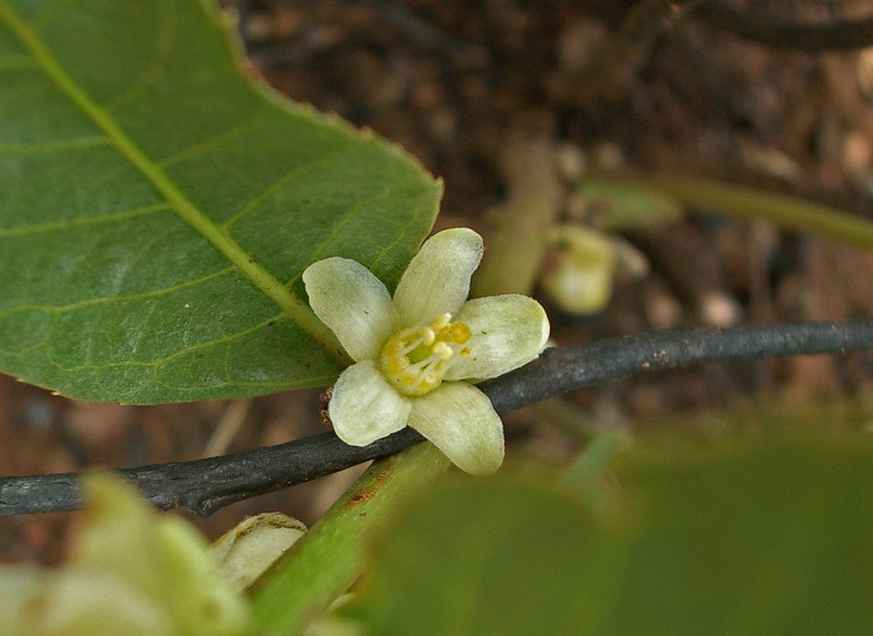 Casearia altiplanensis photo 3