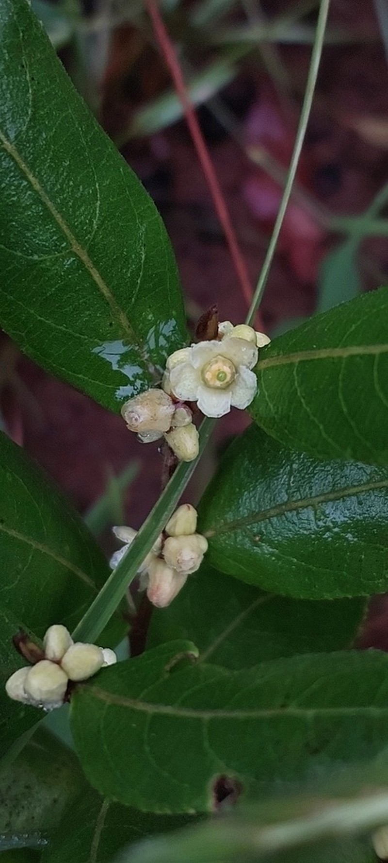 Casearia altiplanensis photo 4