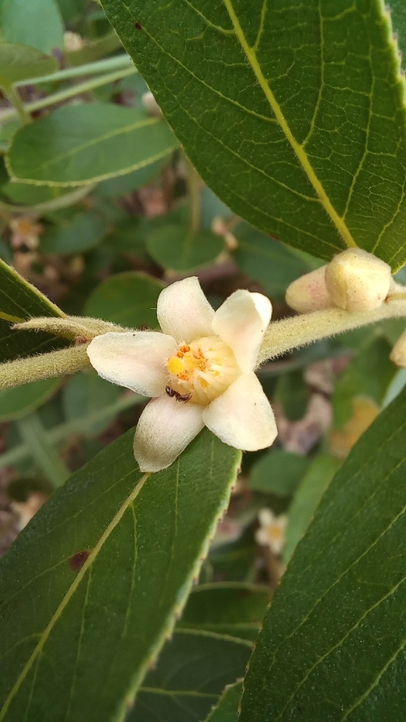 Casearia altiplanensis photo 5