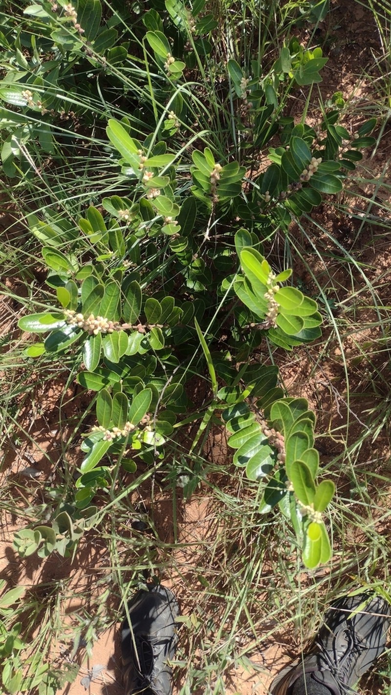 Casearia altiplanensis photo 6