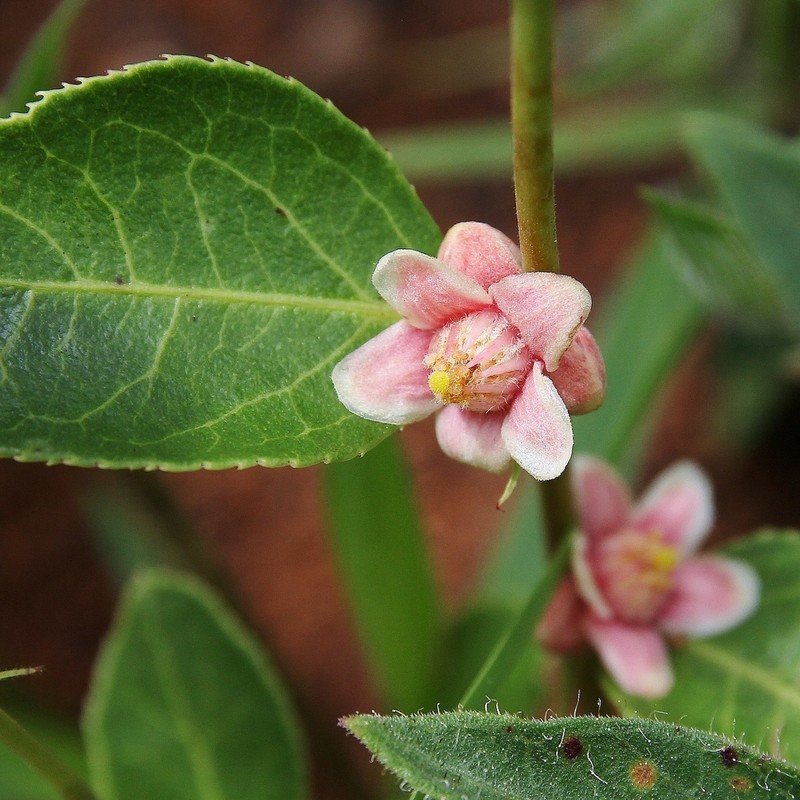 Casearia altiplanensis photo 7
