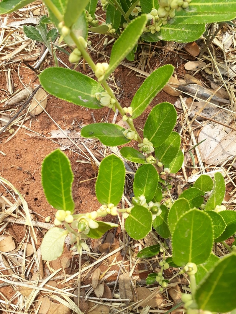Casearia altiplanensis photo 8