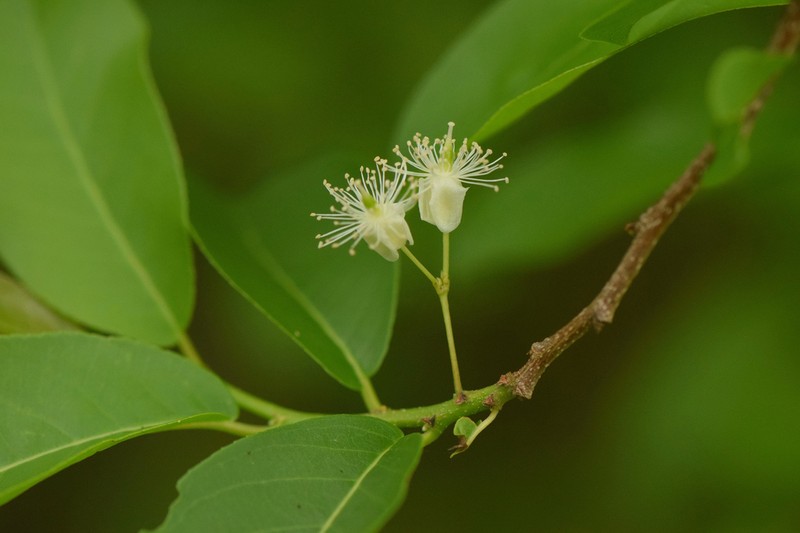 Casearia americana