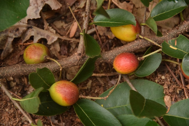 Casearia americana photo 2
