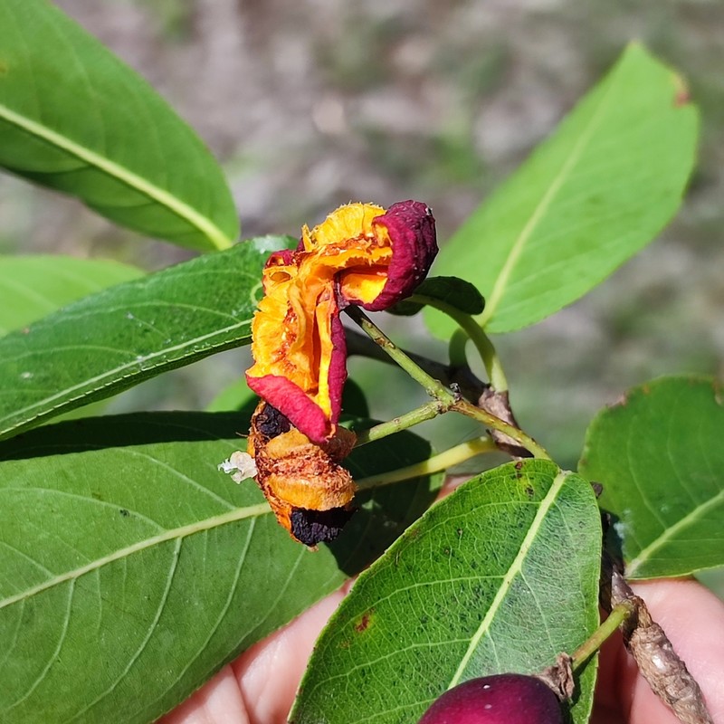 Casearia americana photo 3