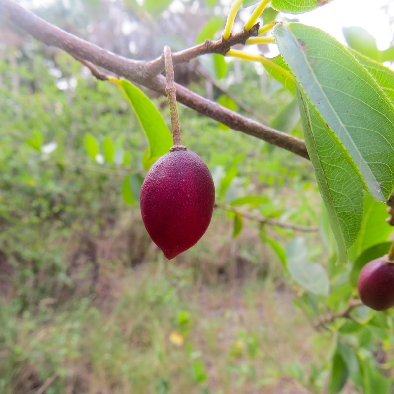 Casearia americana photo 4