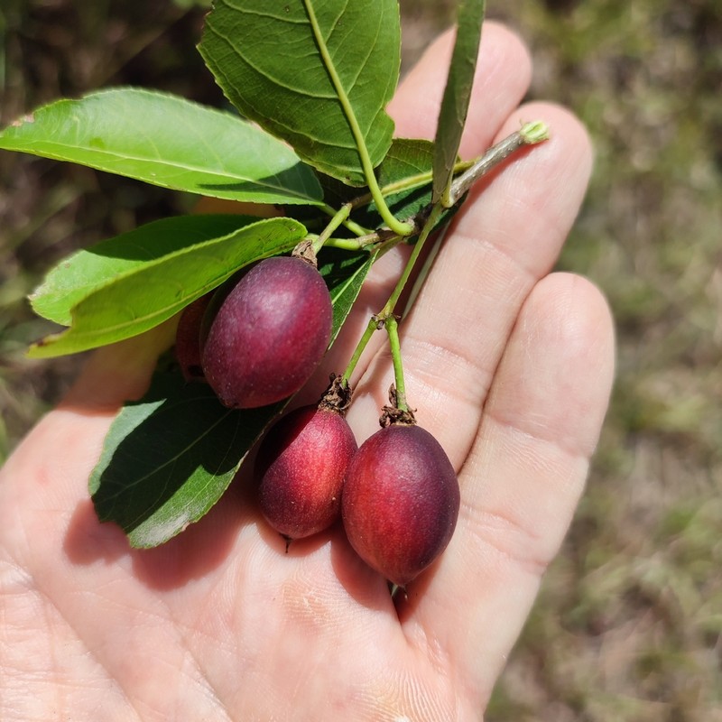 Casearia americana photo 5